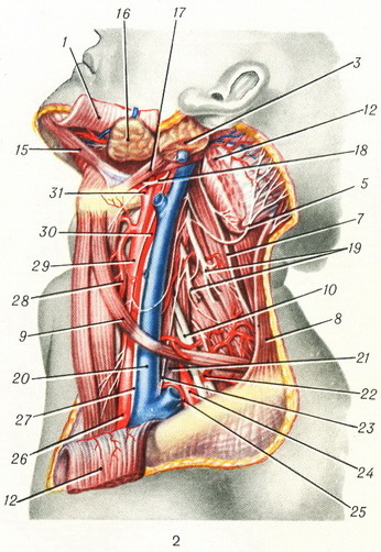 анатомия шеи